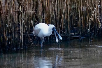 Royal Spoonbill シドニー Fri, 6/29/2018