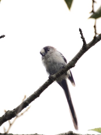 Long-tailed Tit 稲佐山 Sat, 7/15/2023