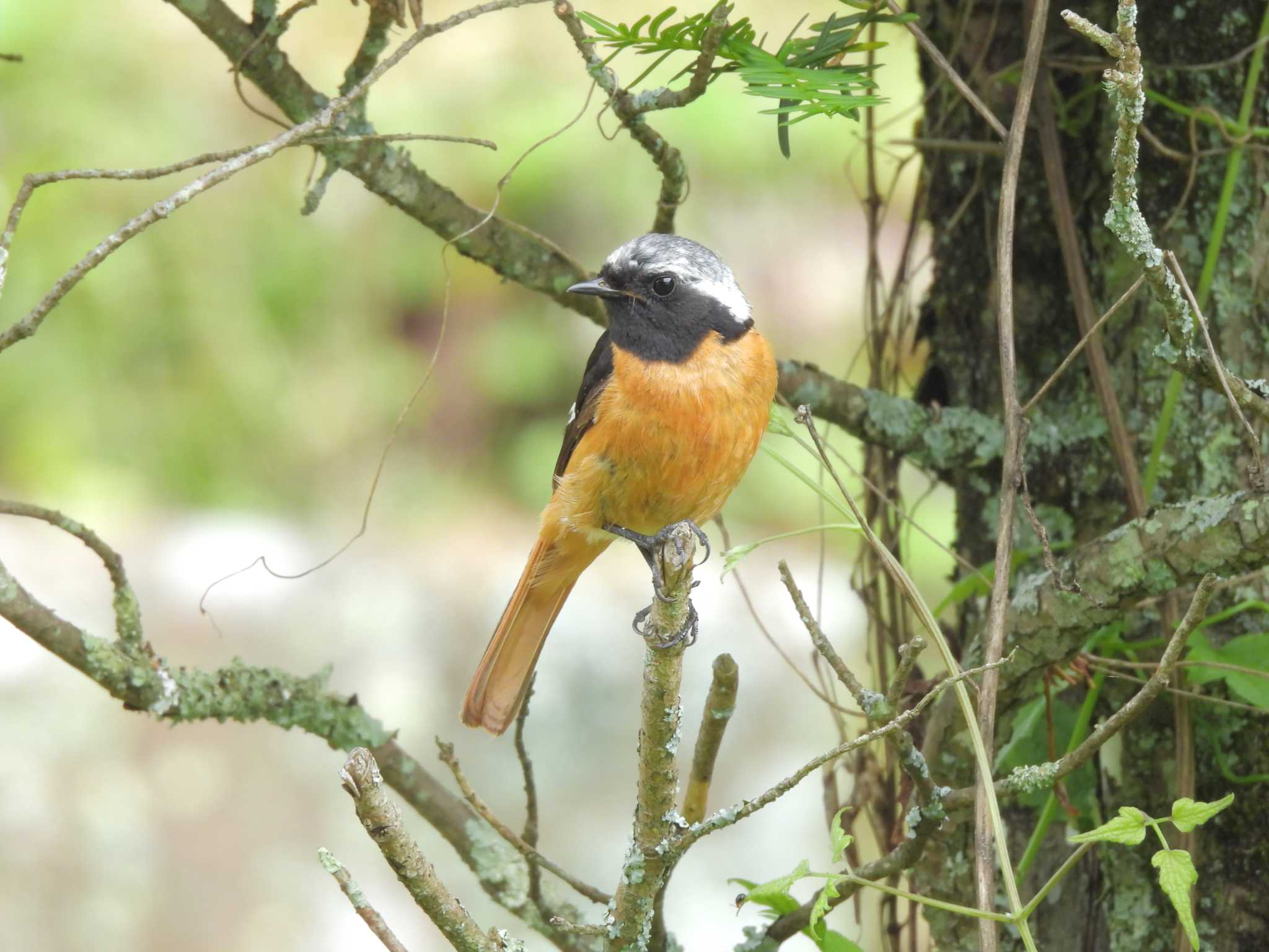 Photo of Daurian Redstart at 松原湖(長野県) by mashiko