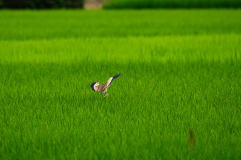 ヨシゴイ 伊佐沼 2023年7月14日(金)