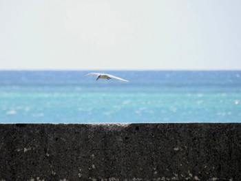 Black-naped Tern Ishigaki Island Sat, 7/15/2023