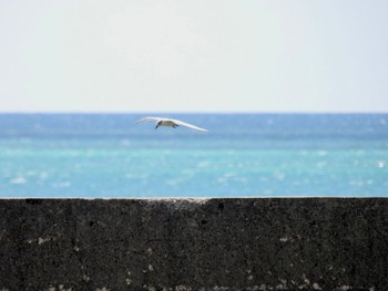 2023年7月15日(土) 石垣島の野鳥観察記録