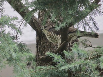 Japanese Sparrowhawk 柏市 Sat, 7/15/2023