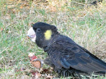 Yellow-tailed Black Cockatoo Centennial Park (Sydney) Sun, 7/9/2023