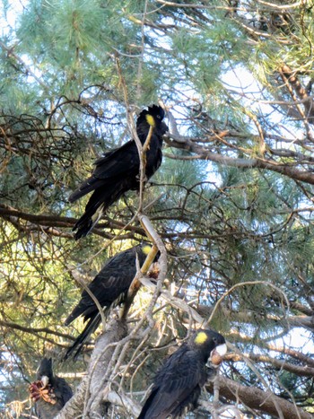 Yellow-tailed Black Cockatoo Centennial Park (Sydney) Sun, 7/9/2023