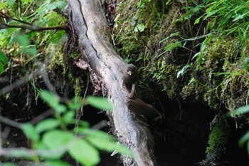 ミソサザイ 北大研究林(北海道大学苫小牧研究林) 2023年6月4日(日)