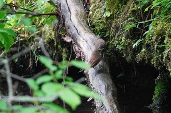 ミソサザイ 北大研究林(北海道大学苫小牧研究林) 2023年6月4日(日)