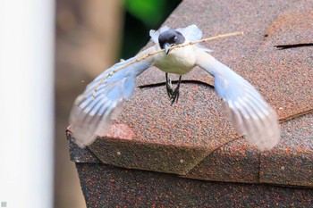 2023年7月14日(金) 鶴見川の野鳥観察記録