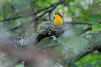 Narcissus Flycatcher 八ヶ岳 Mon, 8/6/2018