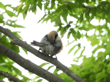 Sat, 7/15/2023 Birding report at 木津川市