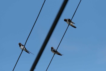 ツバメ 八ヶ岳 2018年8月6日(月)