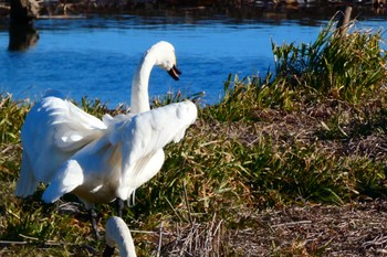 Tundra Swan 多々良沼 Tue, 1/3/2023