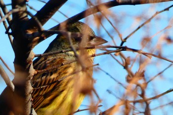 Masked Bunting 多々良沼 Tue, 1/3/2023