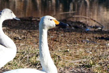 Tundra Swan 多々良沼 Tue, 1/3/2023