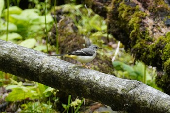 キセキレイ 北大研究林(北海道大学苫小牧研究林) 2023年6月4日(日)