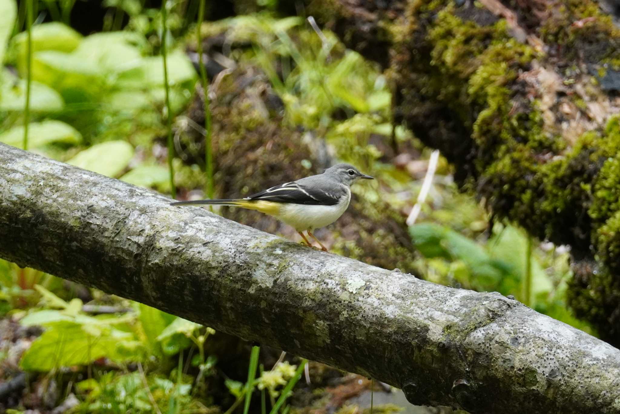 北大研究林(北海道大学苫小牧研究林) キセキレイの写真 by くまちん