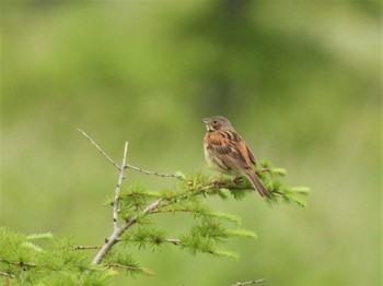 2023年7月15日(土) 戦場ヶ原の野鳥観察記録