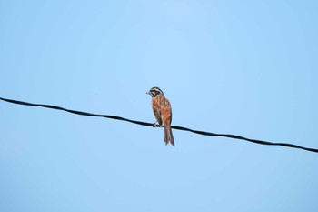 Meadow Bunting 大栗川(多摩川合流地点) Thu, 7/6/2023