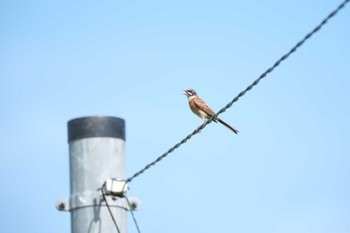 Meadow Bunting 大栗川(多摩川合流地点) Thu, 7/6/2023