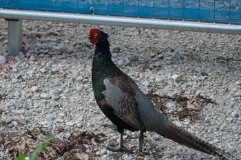 Green Pheasant 大栗川(多摩川合流地点) Thu, 7/6/2023