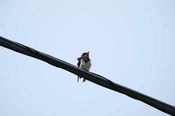 Barn Swallow 大栗川(多摩川合流地点) Thu, 7/6/2023