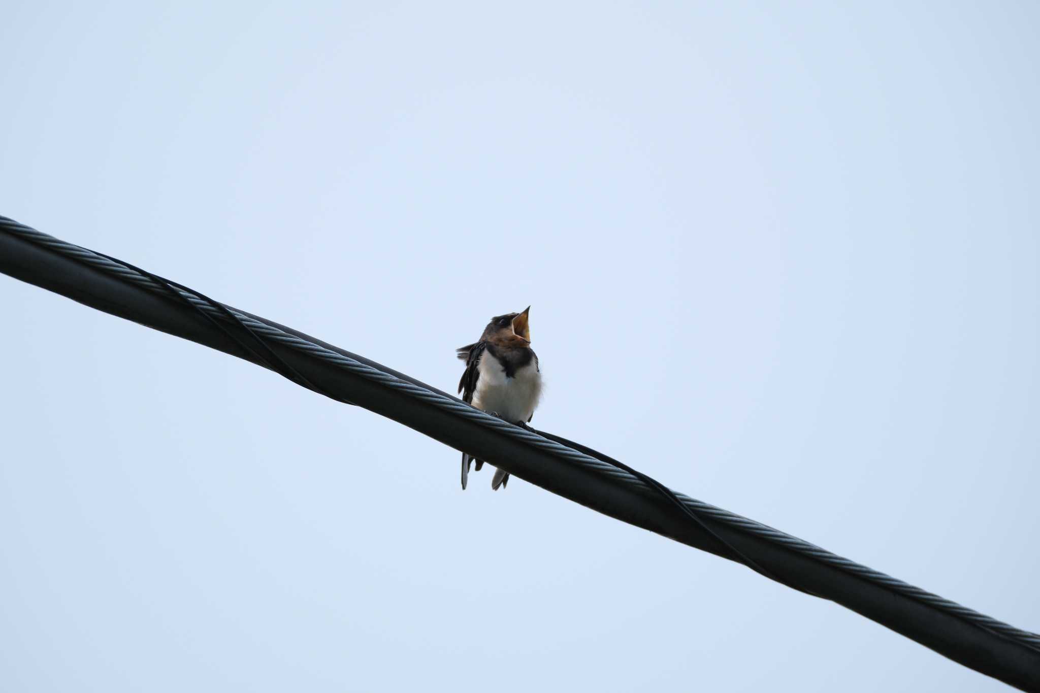 Barn Swallow