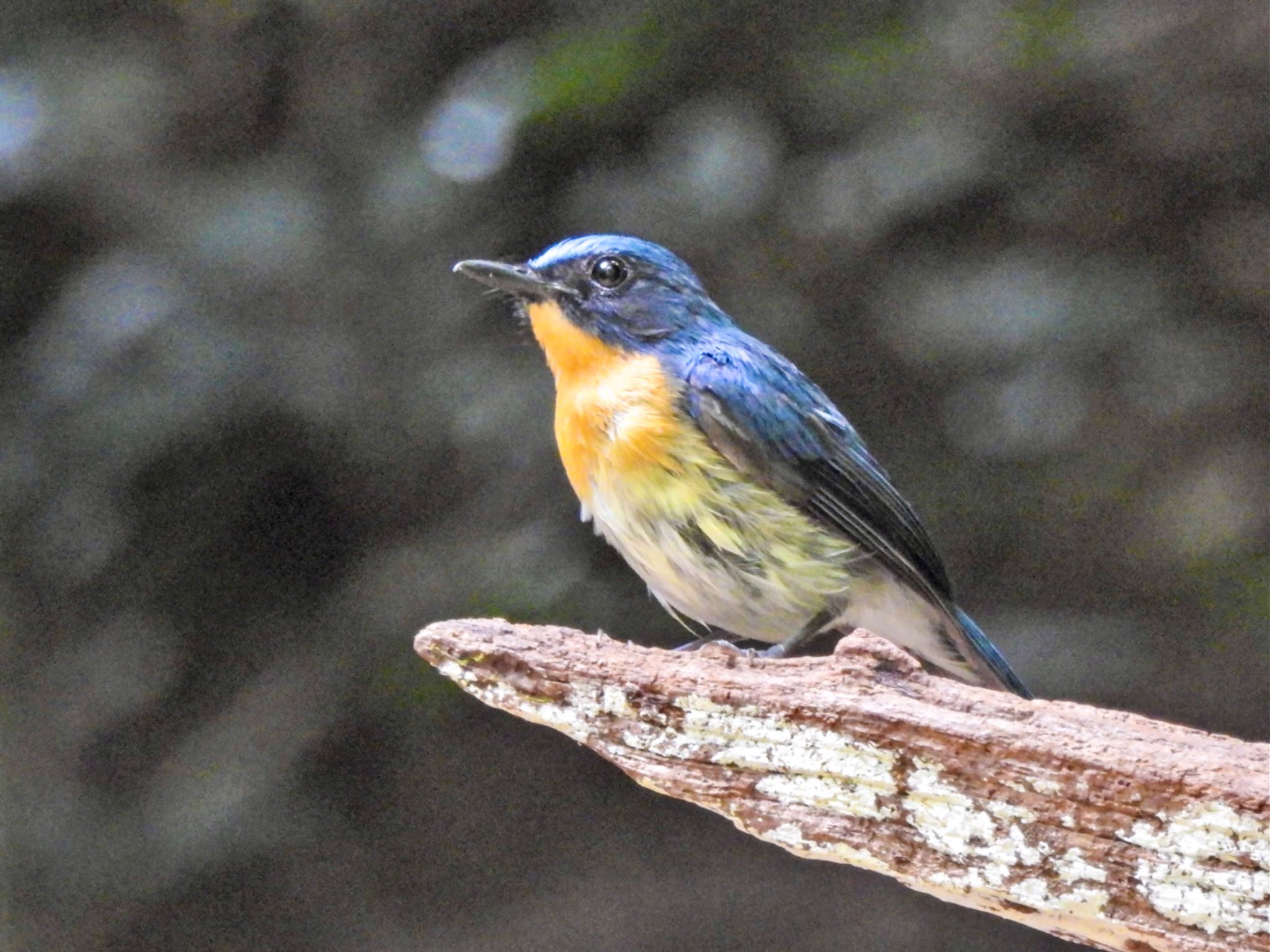 Hill Blue Flycatcher