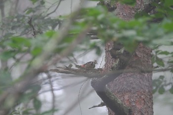 アカゲラ 八ヶ岳 2018年8月6日(月)