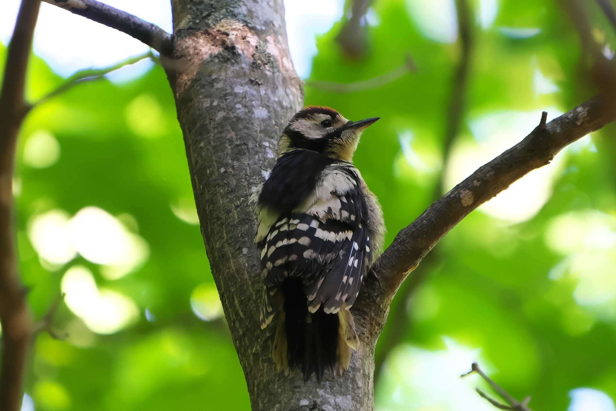 Great Spotted Woodpecker(japonicus)