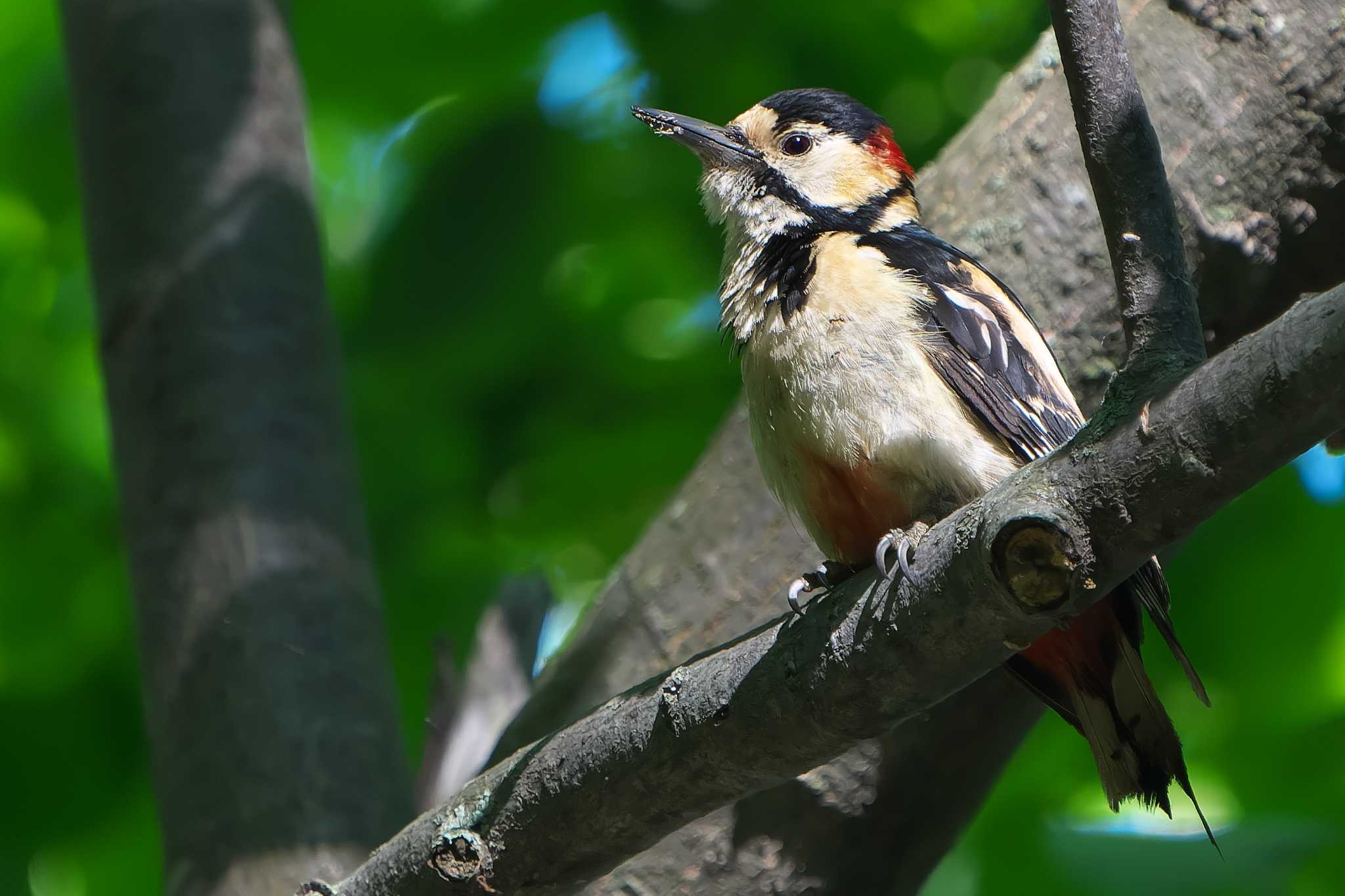 Great Spotted Woodpecker(japonicus)