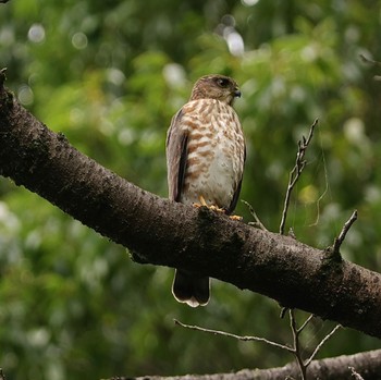 Japanese Sparrowhawk Machida Yakushiike Park Sat, 7/15/2023