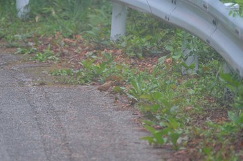 2018年8月6日(月) 八ヶ岳の野鳥観察記録