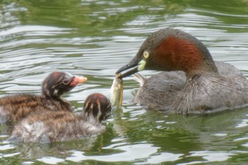 Little Grebe 京都府 Sat, 7/15/2023