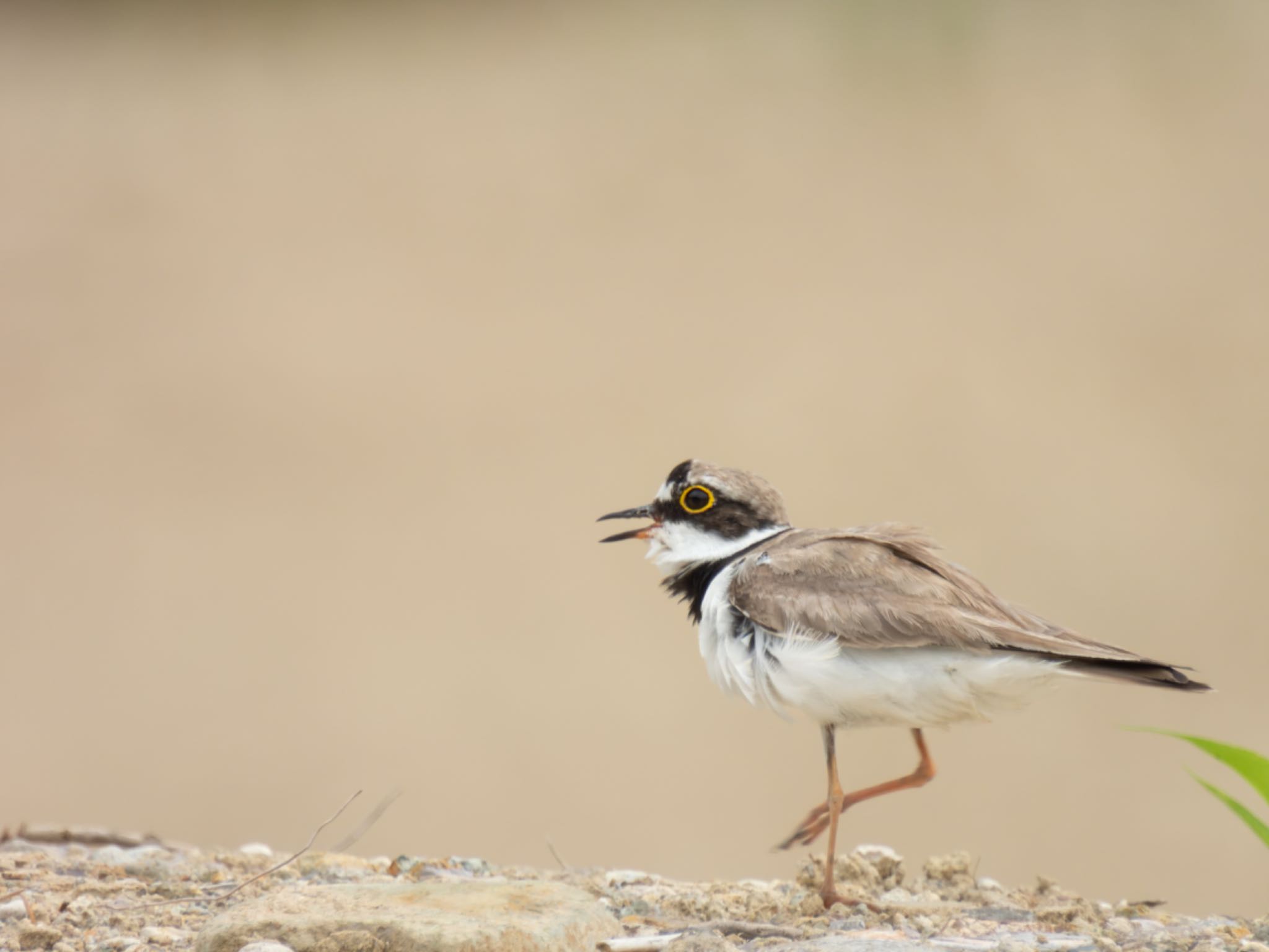 Photo of Little Ringed Plover at 佐渡市 by ぽちゃっこ