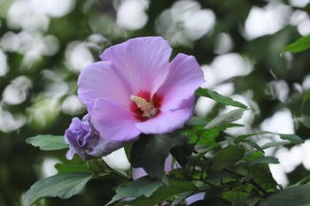 未同定 海上の森 2023年7月15日(土)