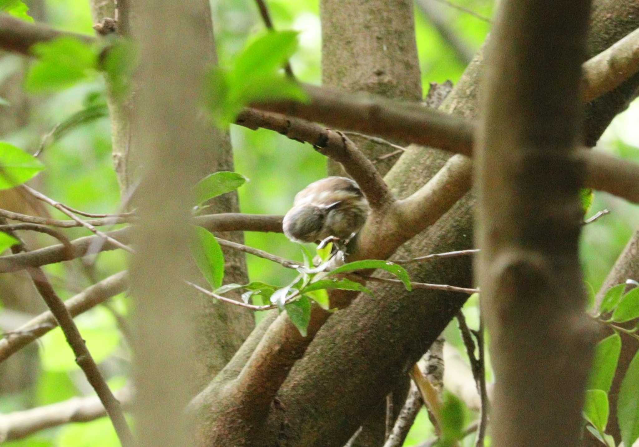 Japanese Pygmy Woodpecker