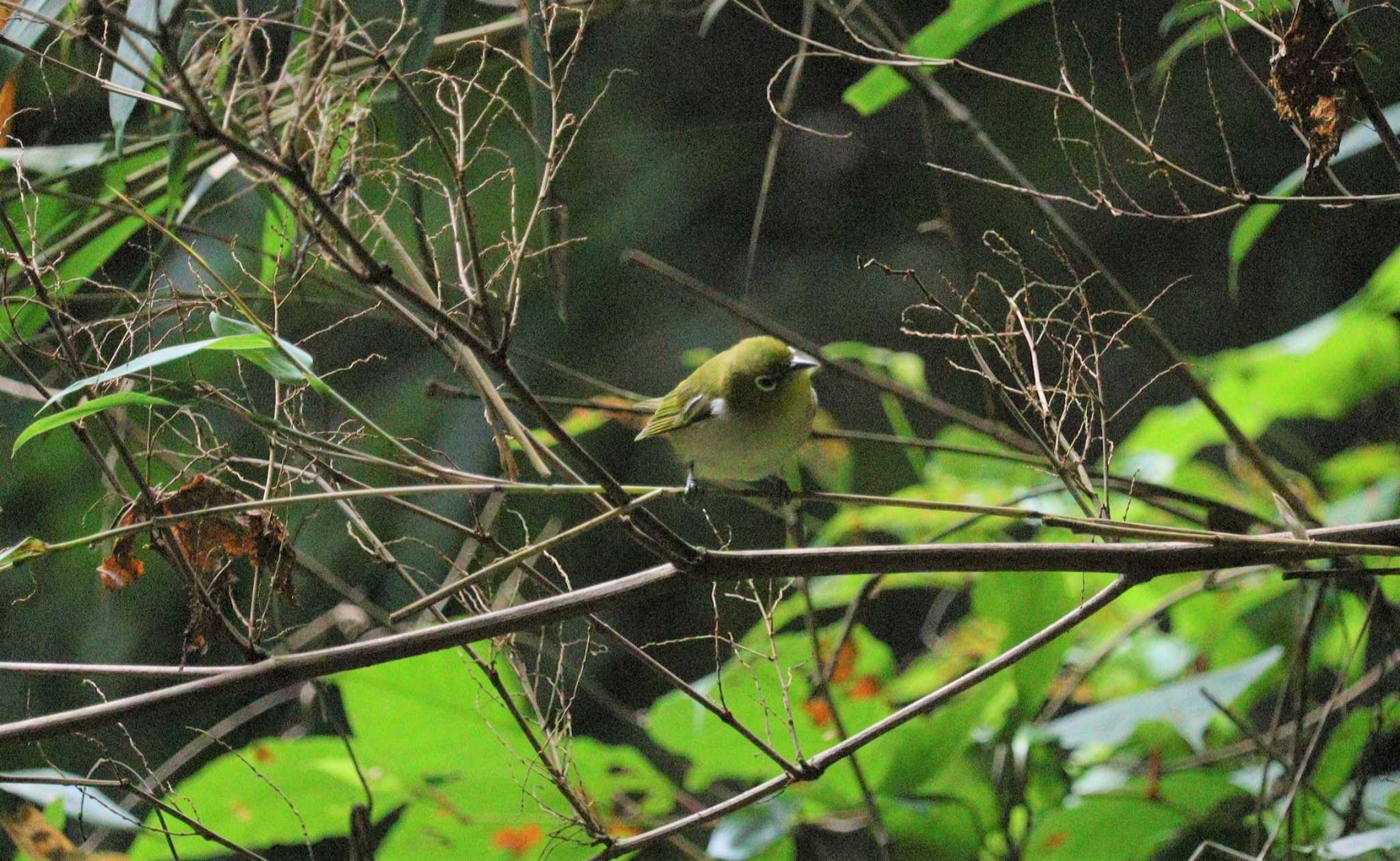 Warbling White-eye