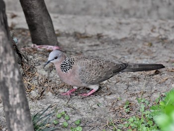 Spotted Dove 台湾 Unknown Date