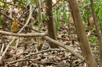 ソウシチョウ 海上の森 2023年7月15日(土)