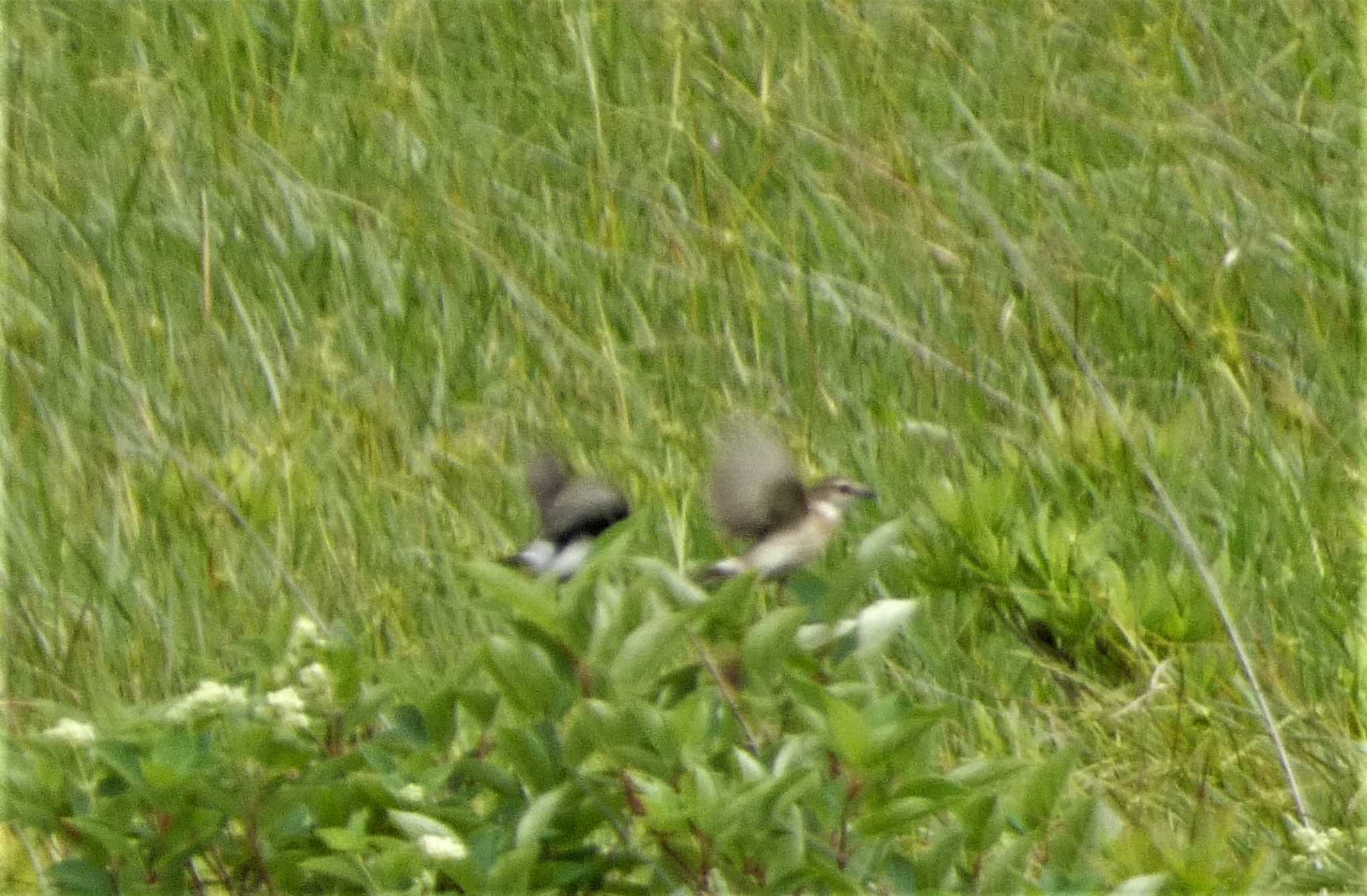 Amur Stonechat