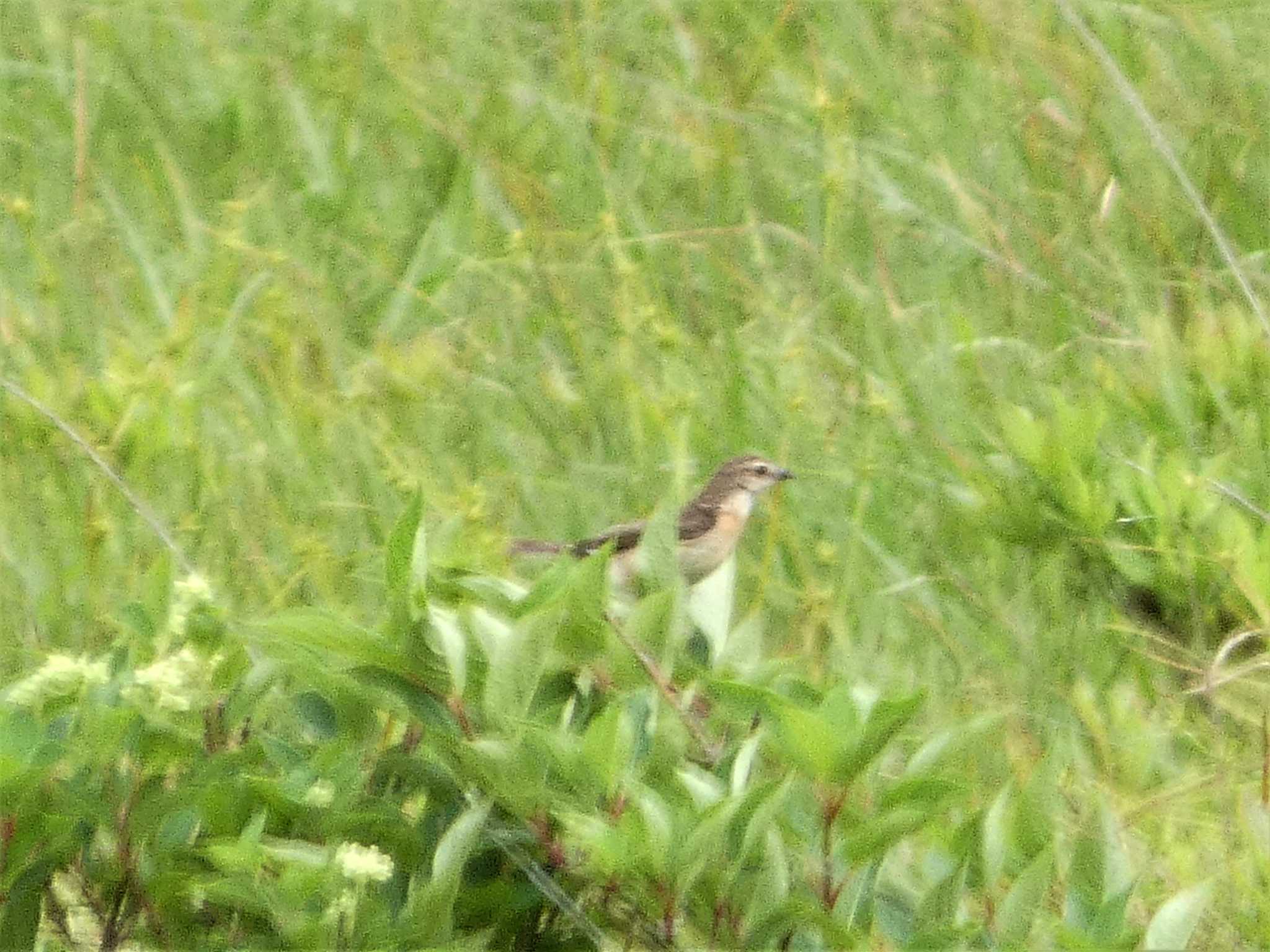 Photo of Amur Stonechat at 八島湿原(八島ヶ原湿原) by koshi