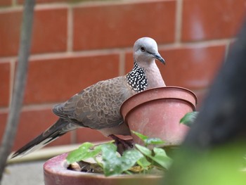 Spotted Dove 台湾 Unknown Date