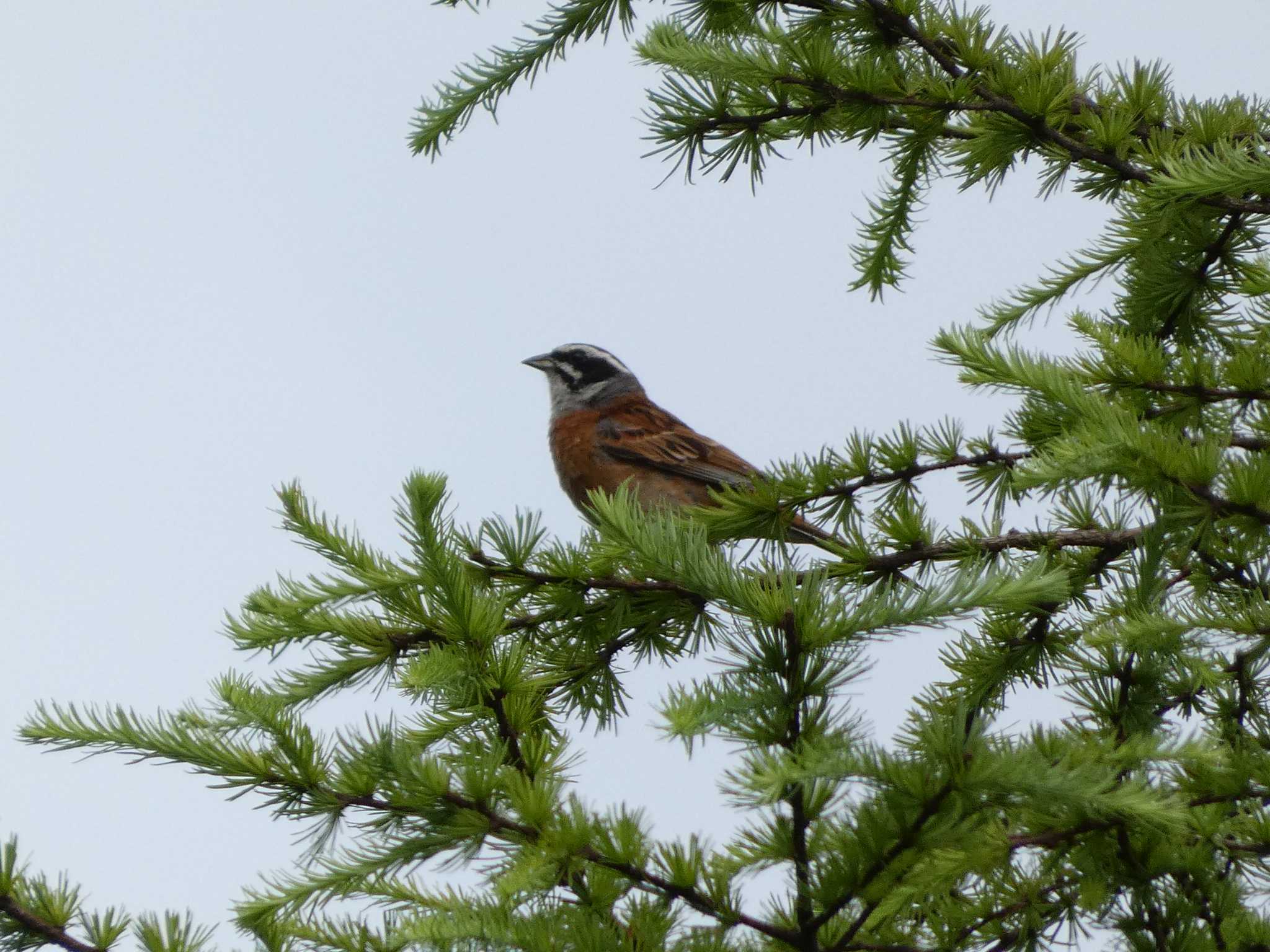 Photo of Meadow Bunting at 八島湿原(八島ヶ原湿原) by koshi