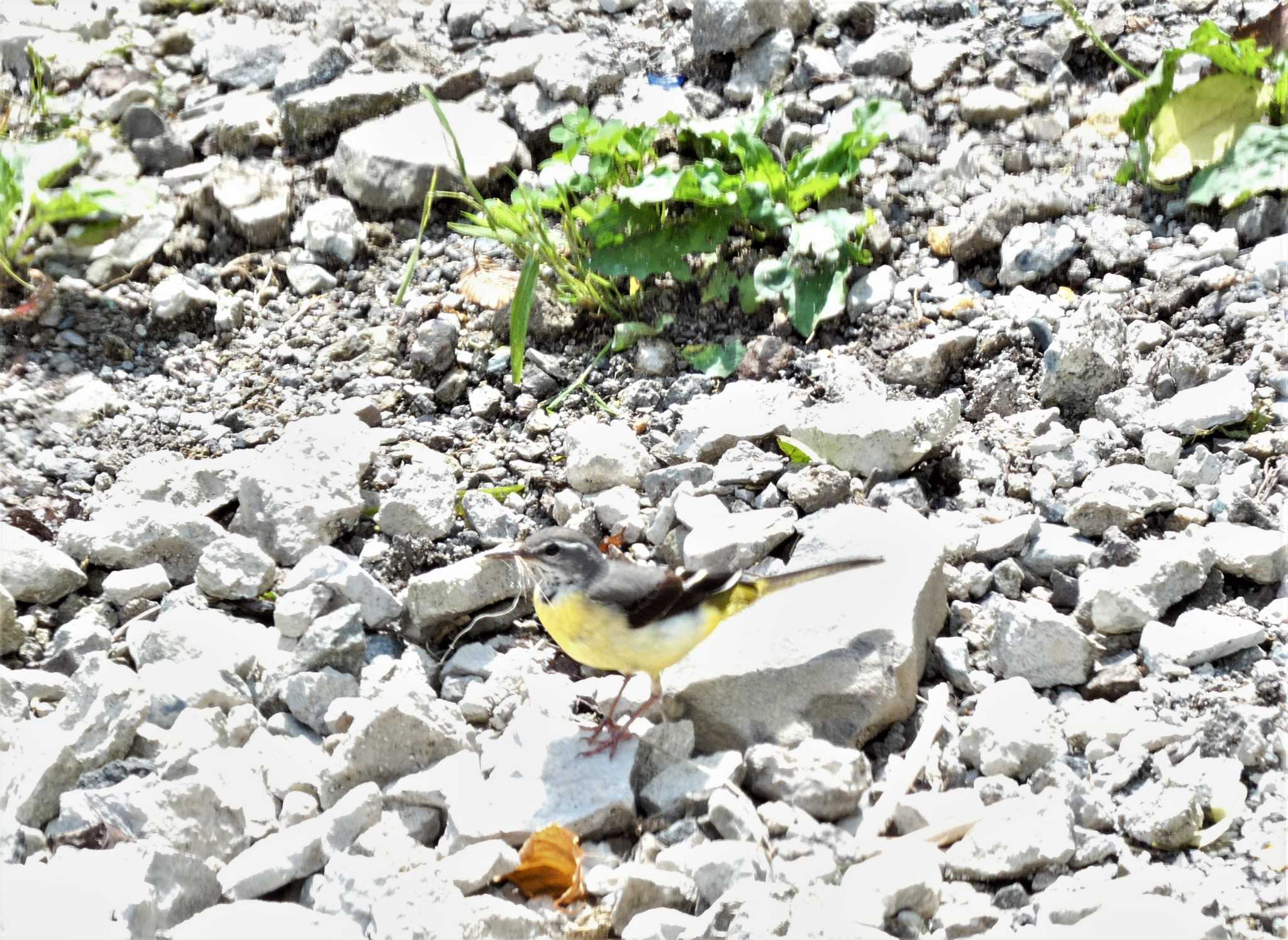 Grey Wagtail