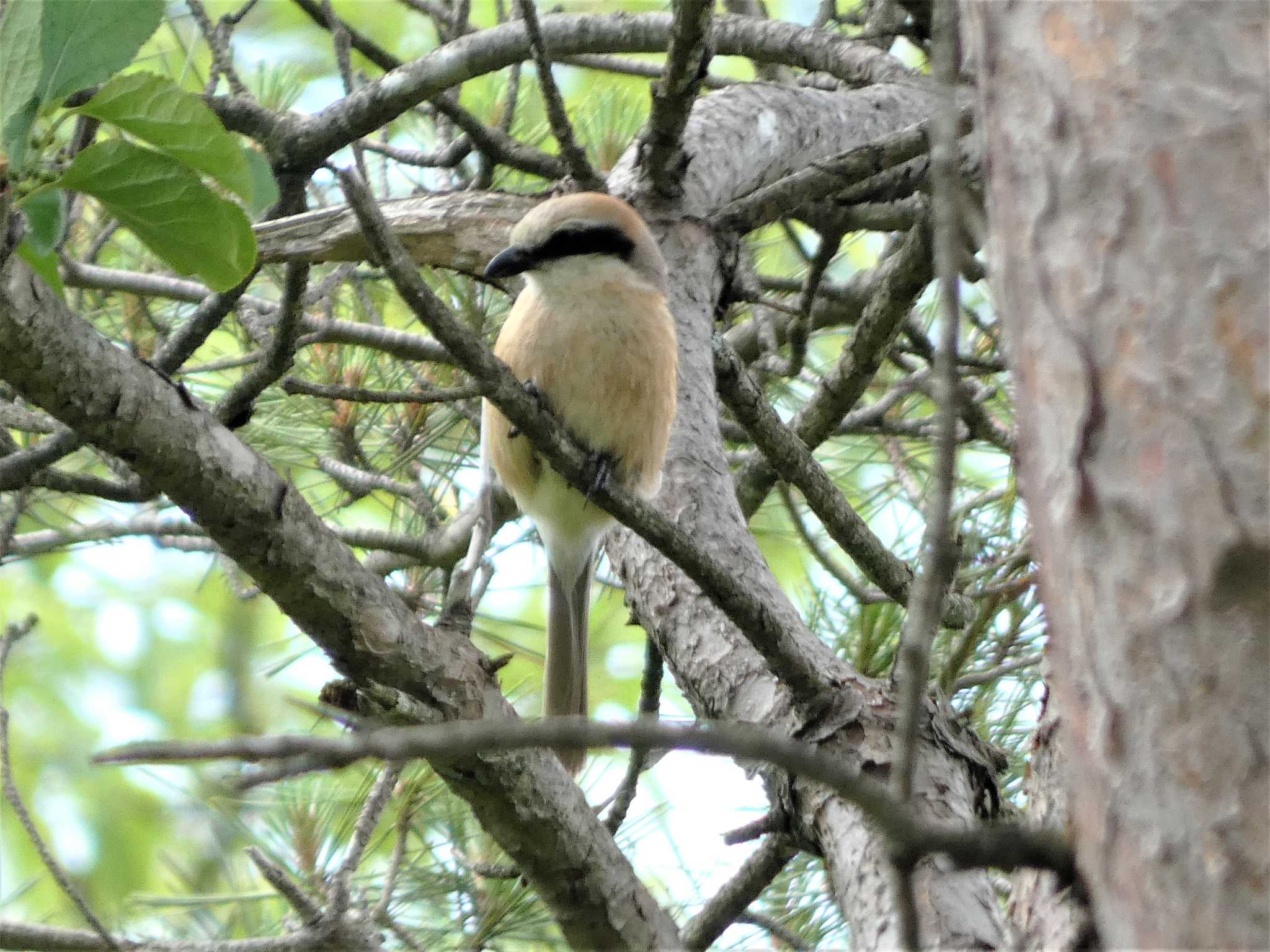 Bull-headed Shrike