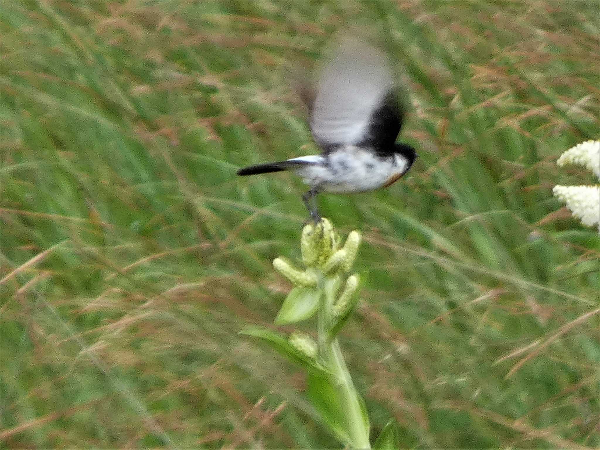 Amur Stonechat