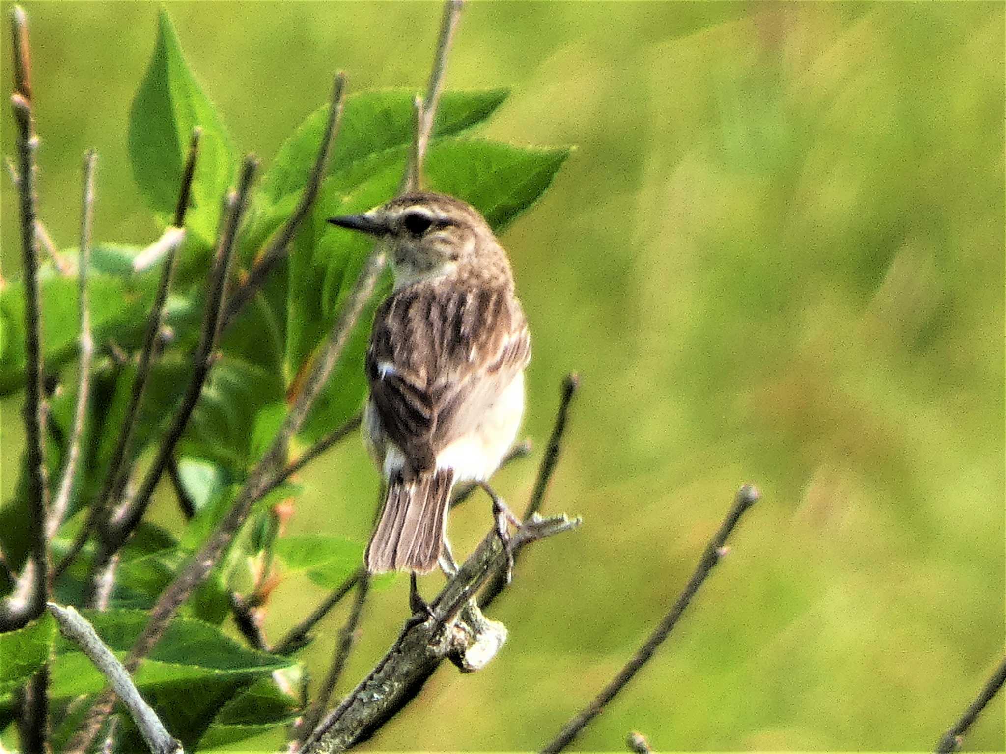 Amur Stonechat