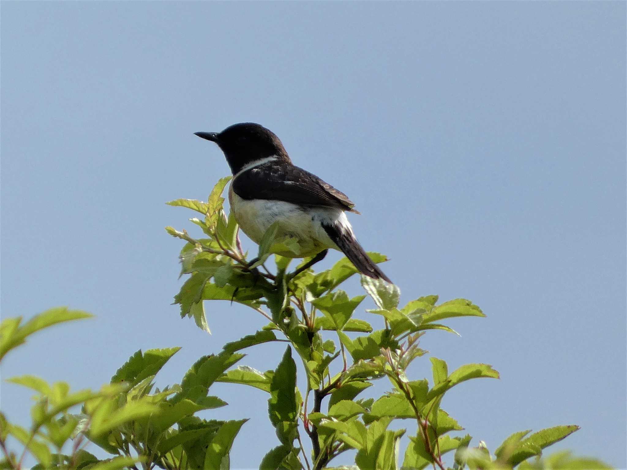 Amur Stonechat