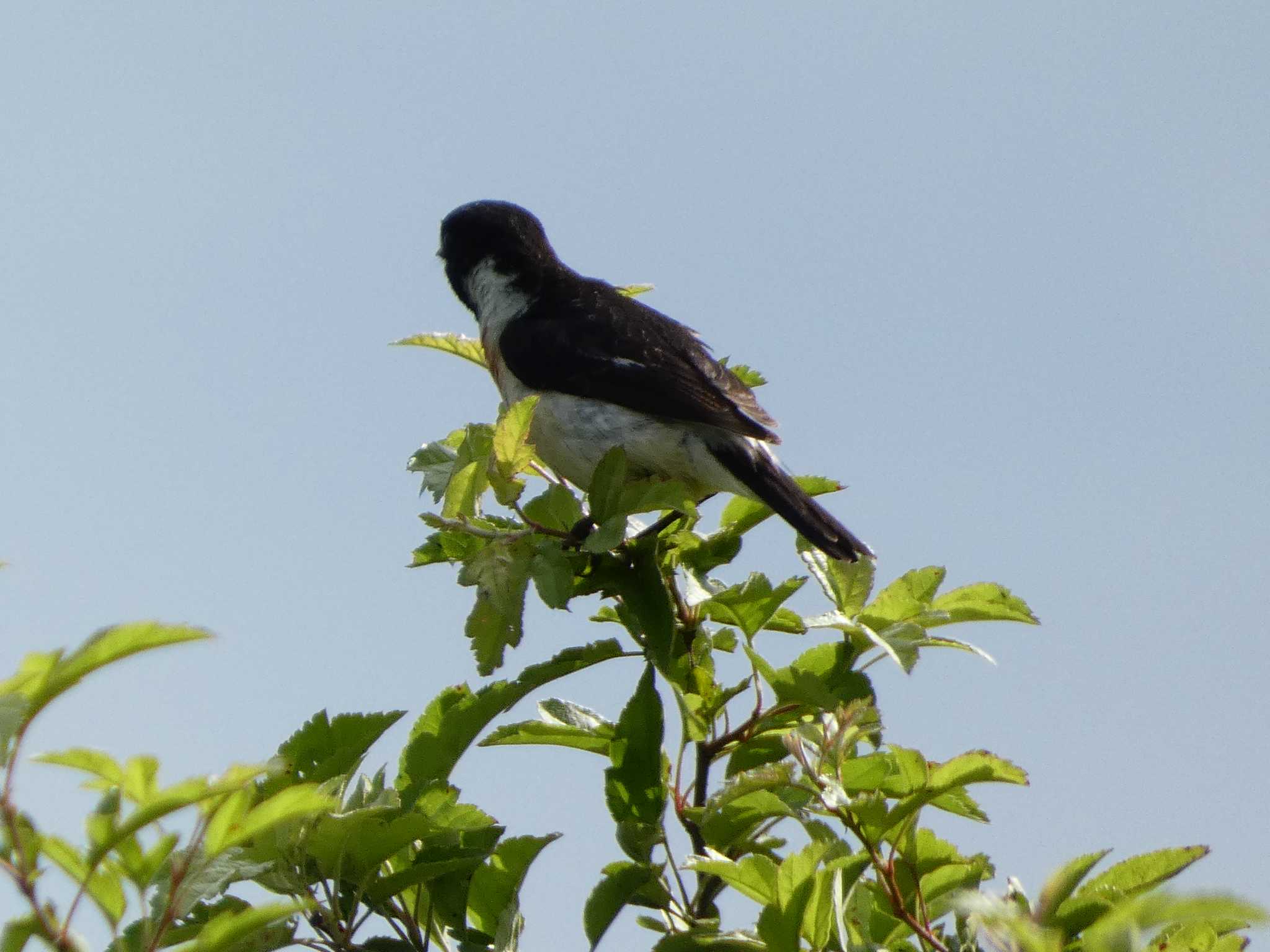 Amur Stonechat