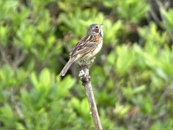 Chestnut-eared Bunting 八島湿原(八島ヶ原湿原) Mon, 7/10/2023